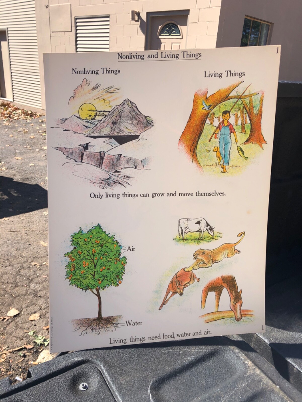 VINTAGE A.J. Nystrom Elementary science chart living non living things 24 x 18.5