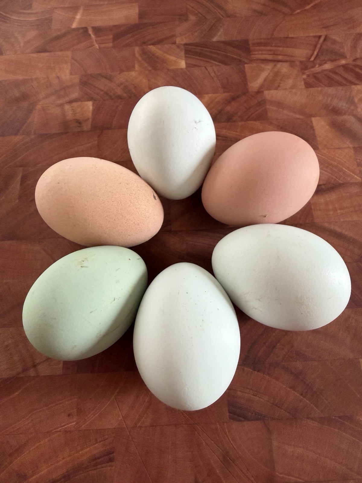 Barnyard Mix Hatching Eggs 10+ (Barred Rock, Ameraucana, Ayam Cemani)