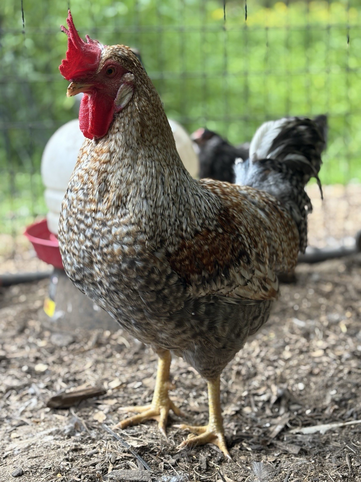 A++++ (10 ) Cream Legbar Fertilized Hatching Eggs!!