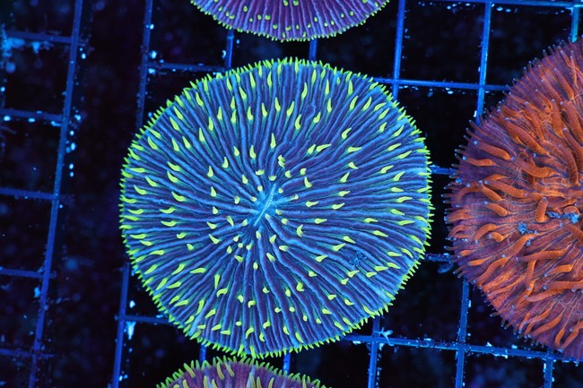 Green Lightning Fungia Plate WYSIWYG - SAQ Coral Farm