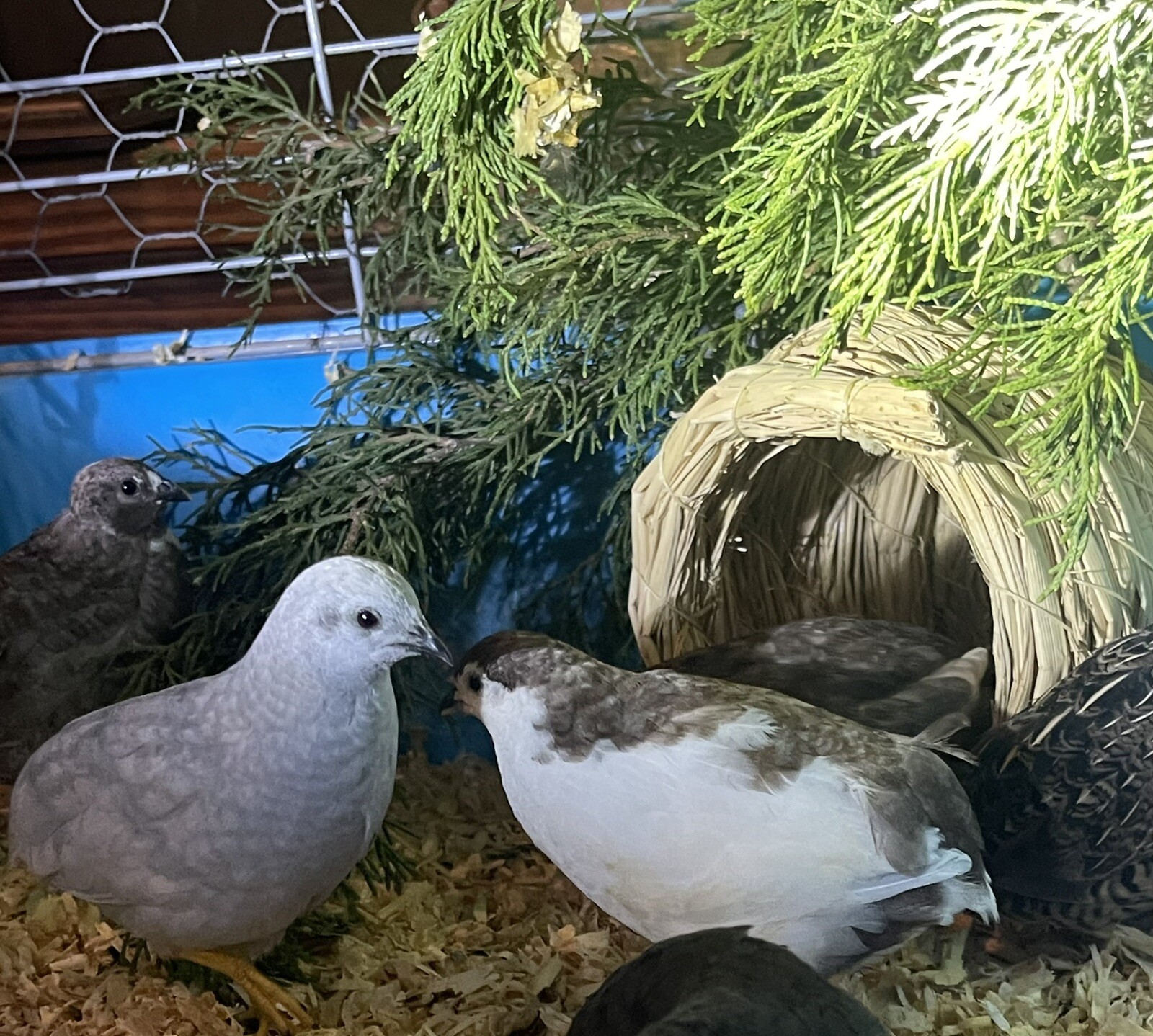 12 Exotic Rare Button Quail Hatching Eggs Colors