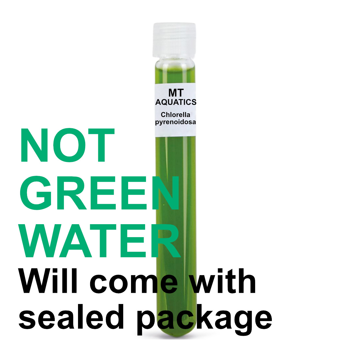 Chlorella pyrenoidosa Algae | Lab Made | Shrimp Breeding | Algae seeding