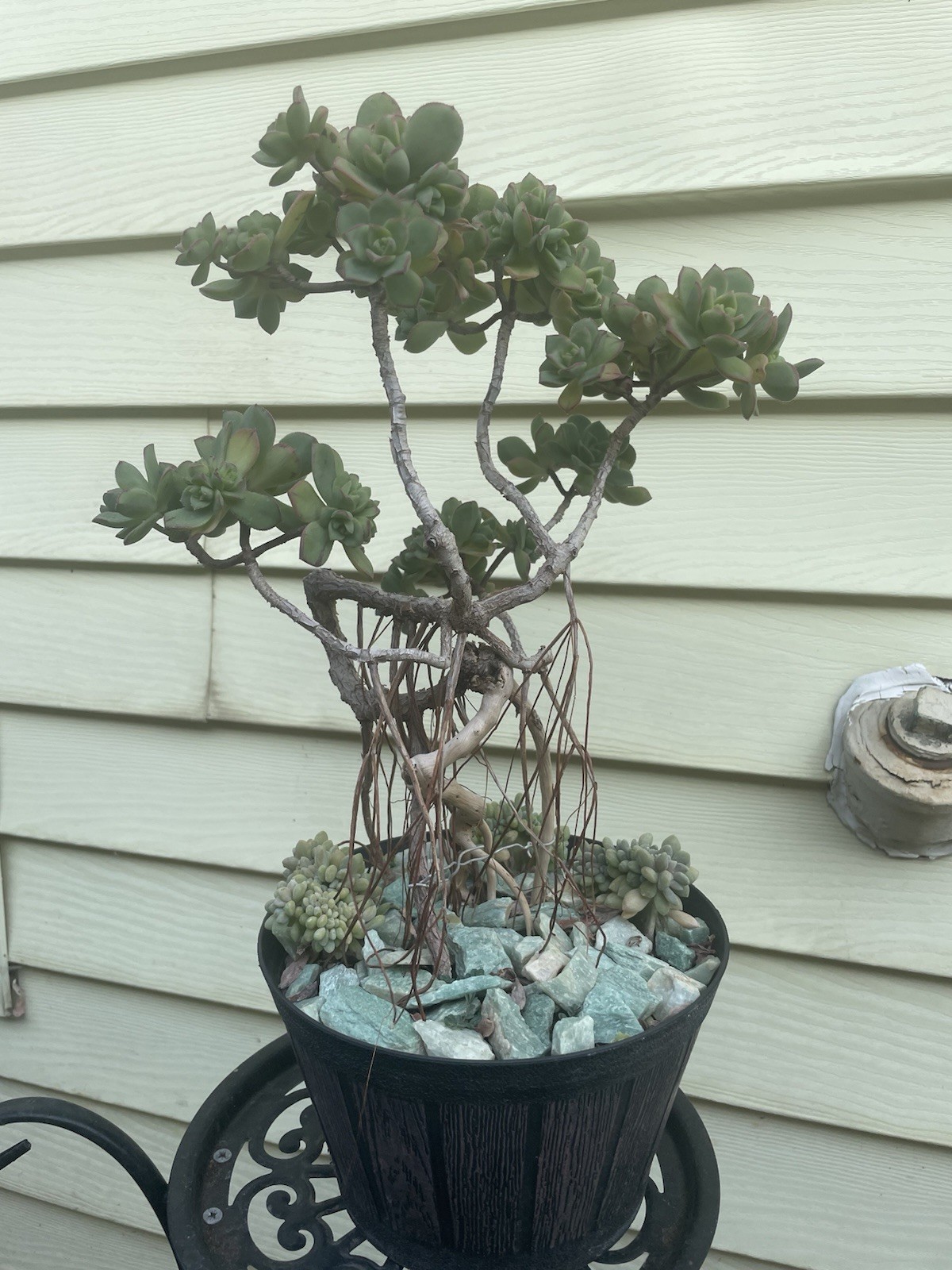 Bonsai Tree Aeonium Haworthia Tree Ship With Bare Rooted