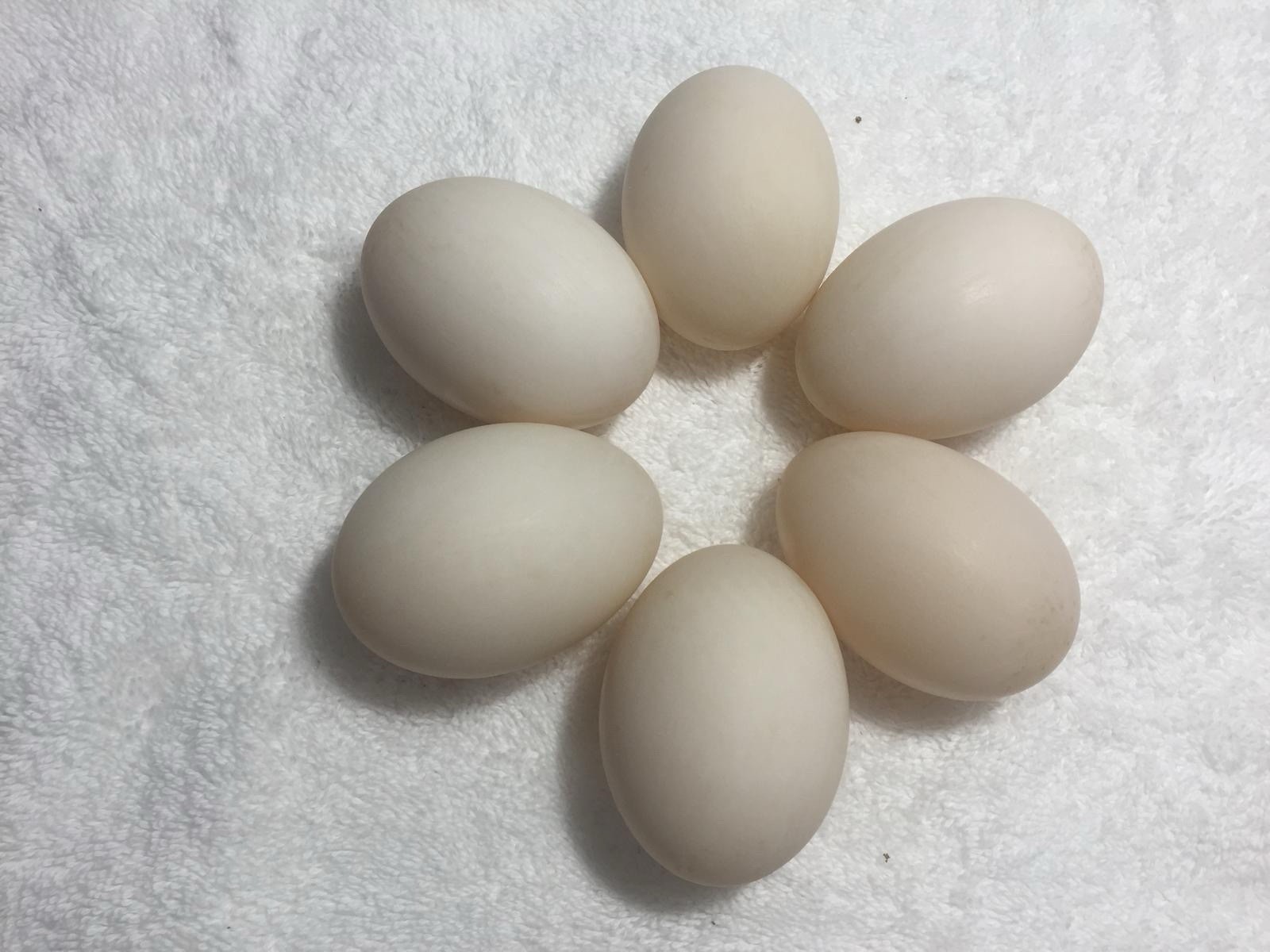 Fertile Duck Hatching Eggs, - Lot of 12