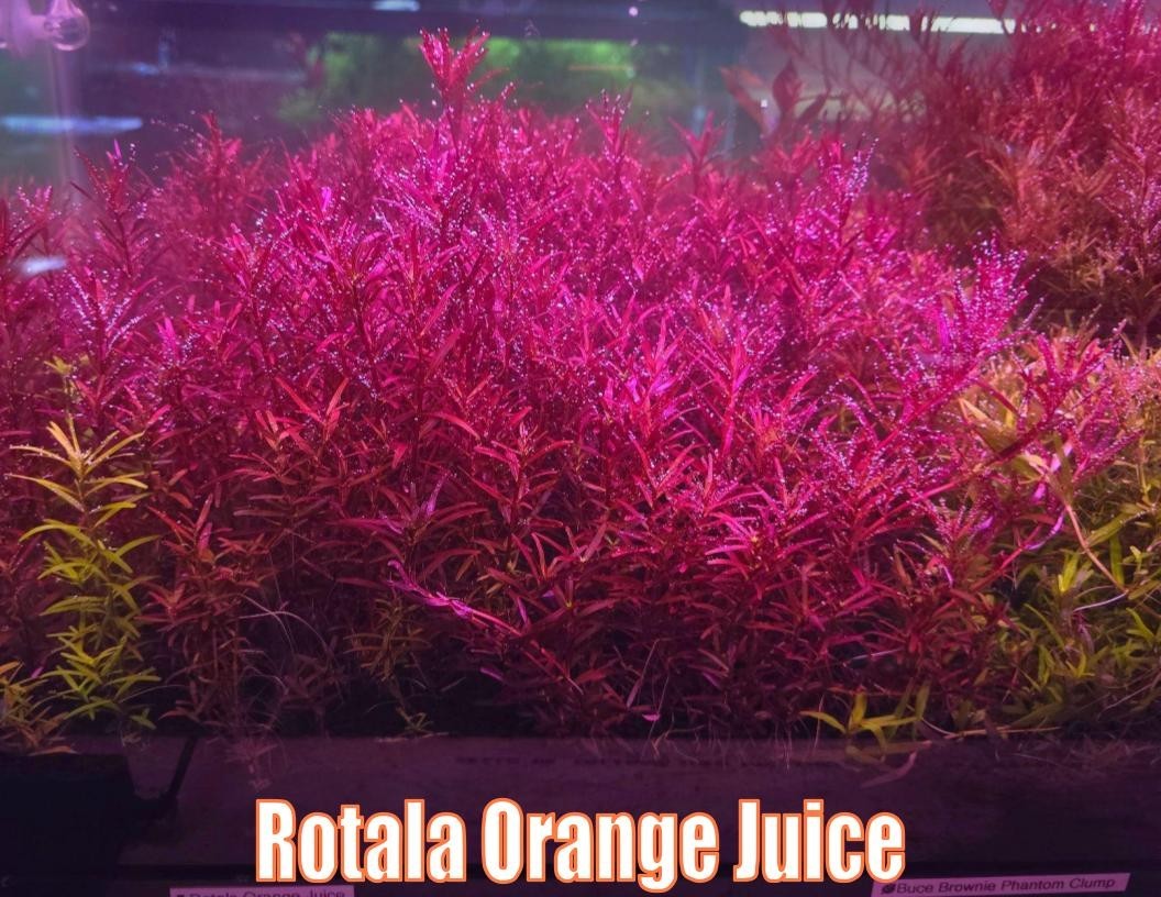 Orange Glow Plant Pack Live Aquatic Plants Freshwater Aquarium Plants Healthy