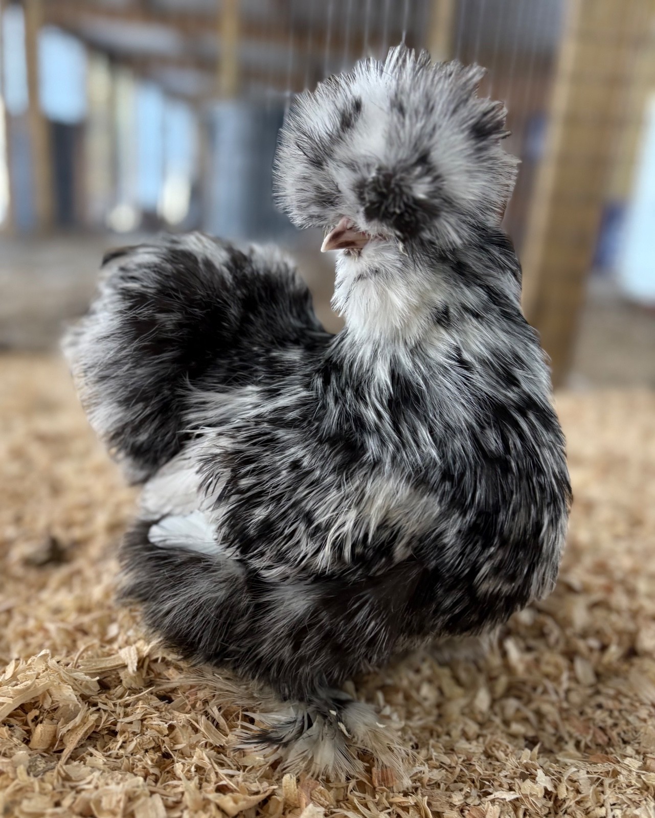 6+ mottled silkie/satin hatching eggs NPIP/AI clean