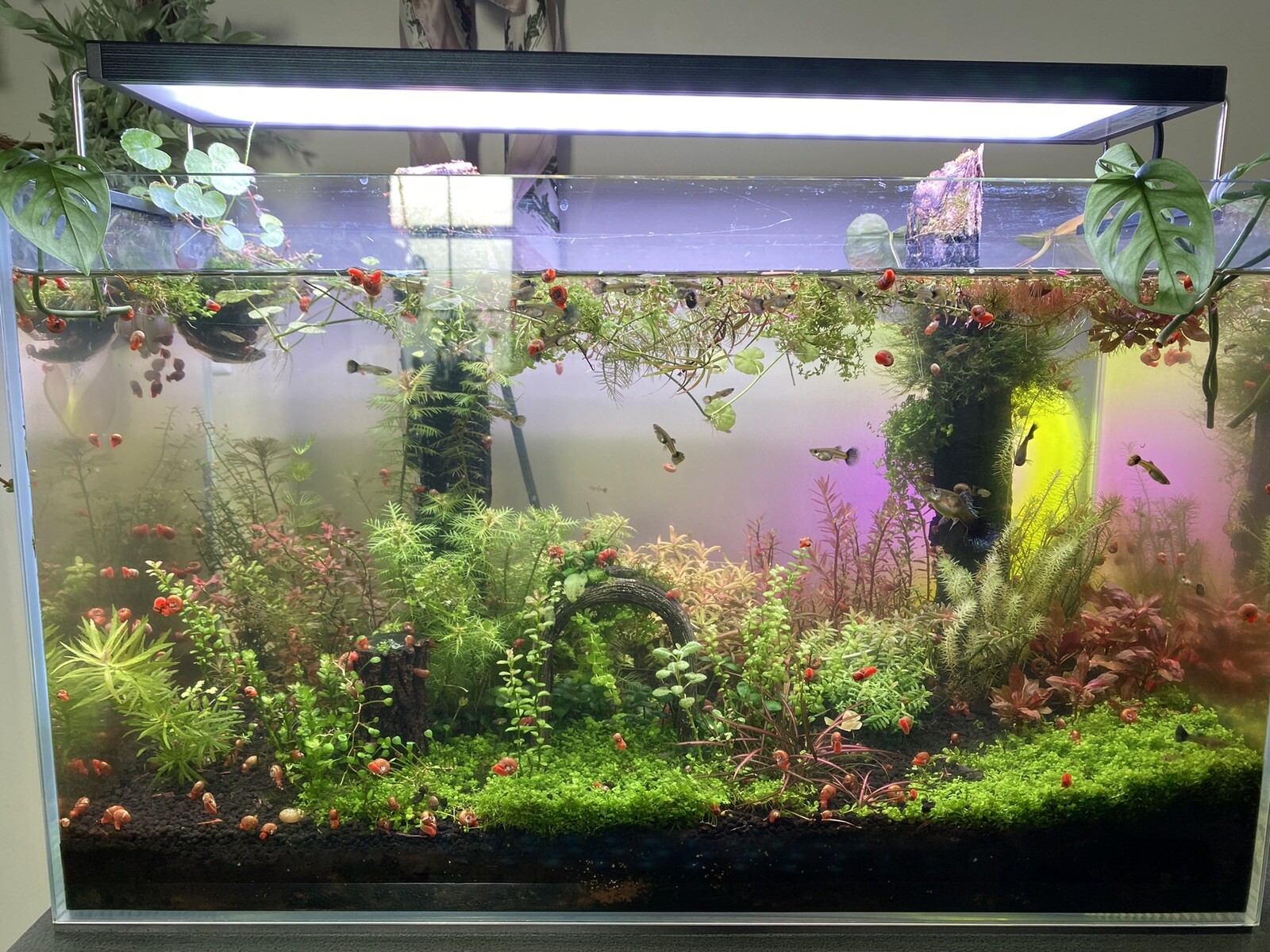 2 Bunches Monte Carlo Micranthemum carpet Low Tech aquarium (+Mystery Plant)
