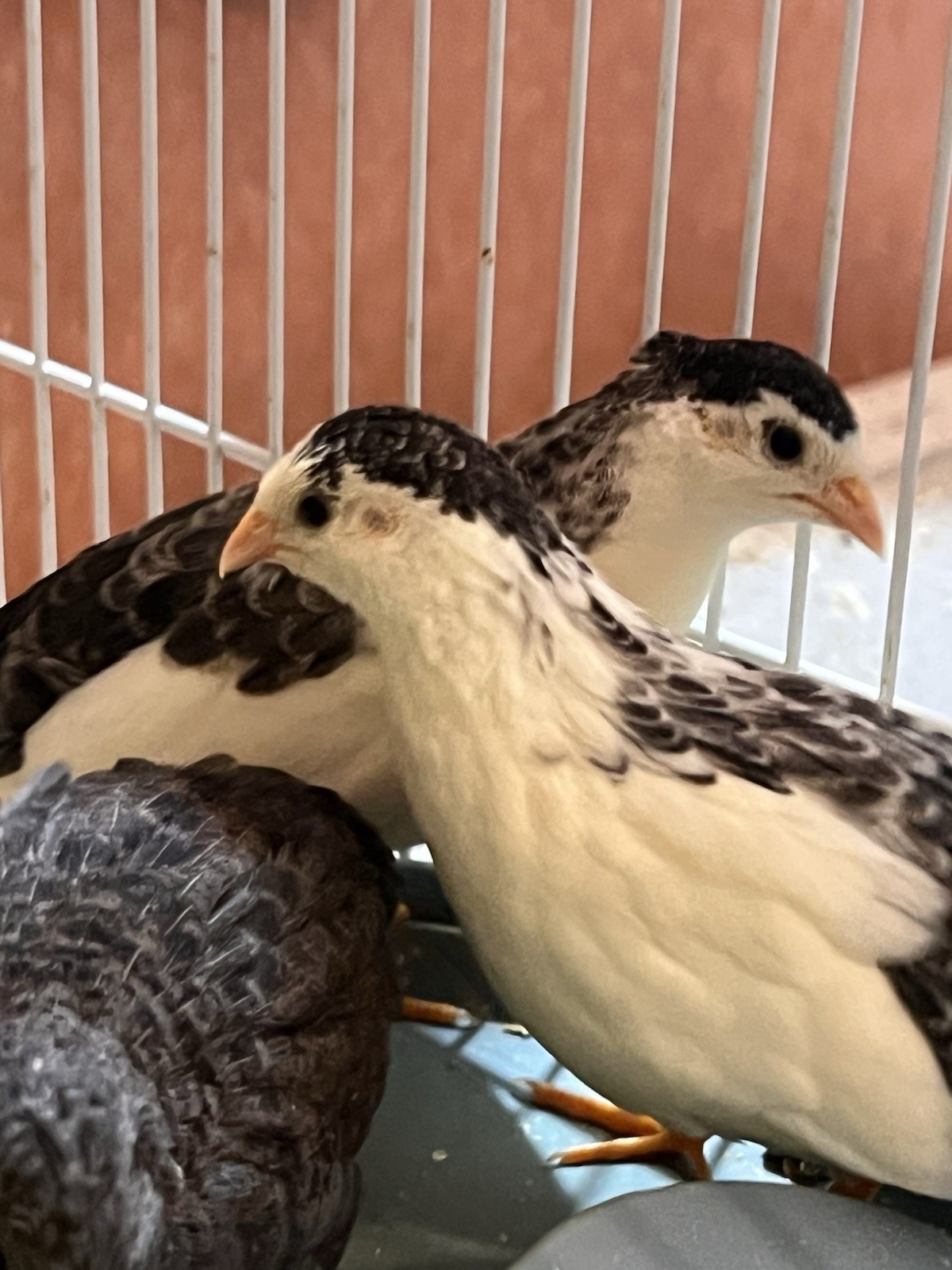 ‼️10+ Fertile Button Quail Hatching Eggs!‼️