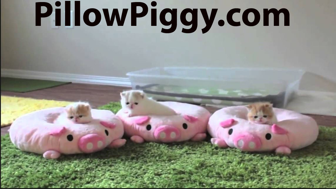 PillowPiggy.com Premium domain  - GoDaddy Pillow Piggy Cute URL