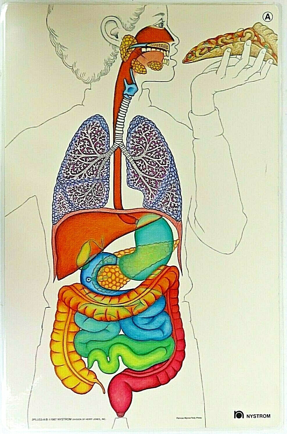 1987 Nystrom Digestive Circulatory Poster Laminated Chart 2 Sided Patricia Wynne