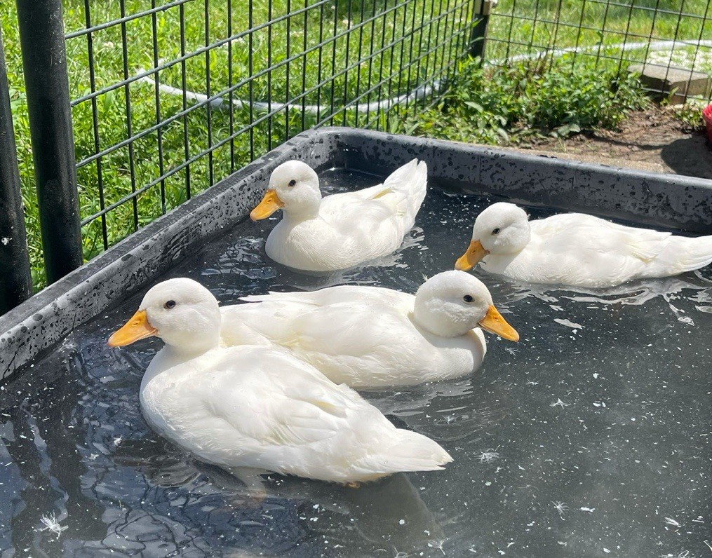 Fertile Pure White Call Duck 4 Hatching Eggs (Rare & Adorable Breed) Ship 3 Days