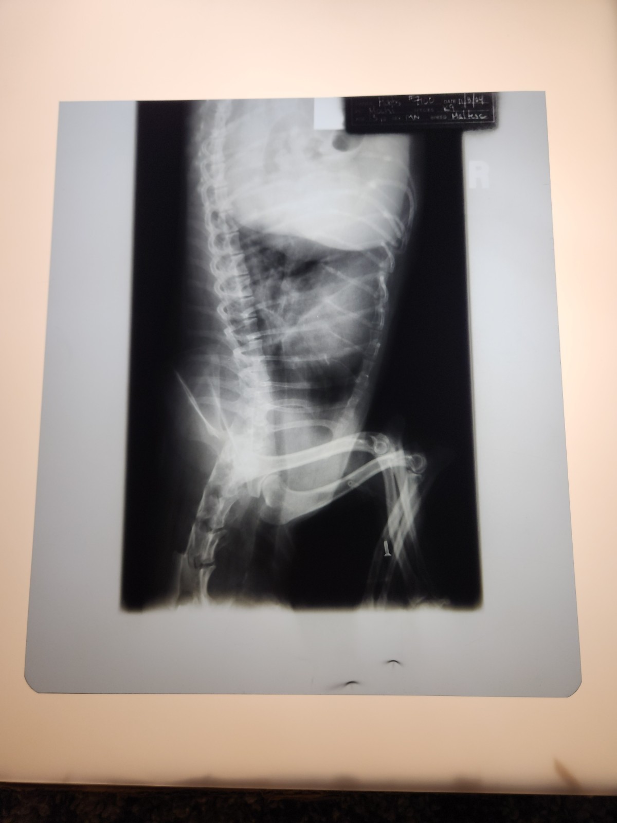 Animal X-Ray Film Negative Print - Canine Dog 9 7/8" x 11 1/2" XRay Medical A21