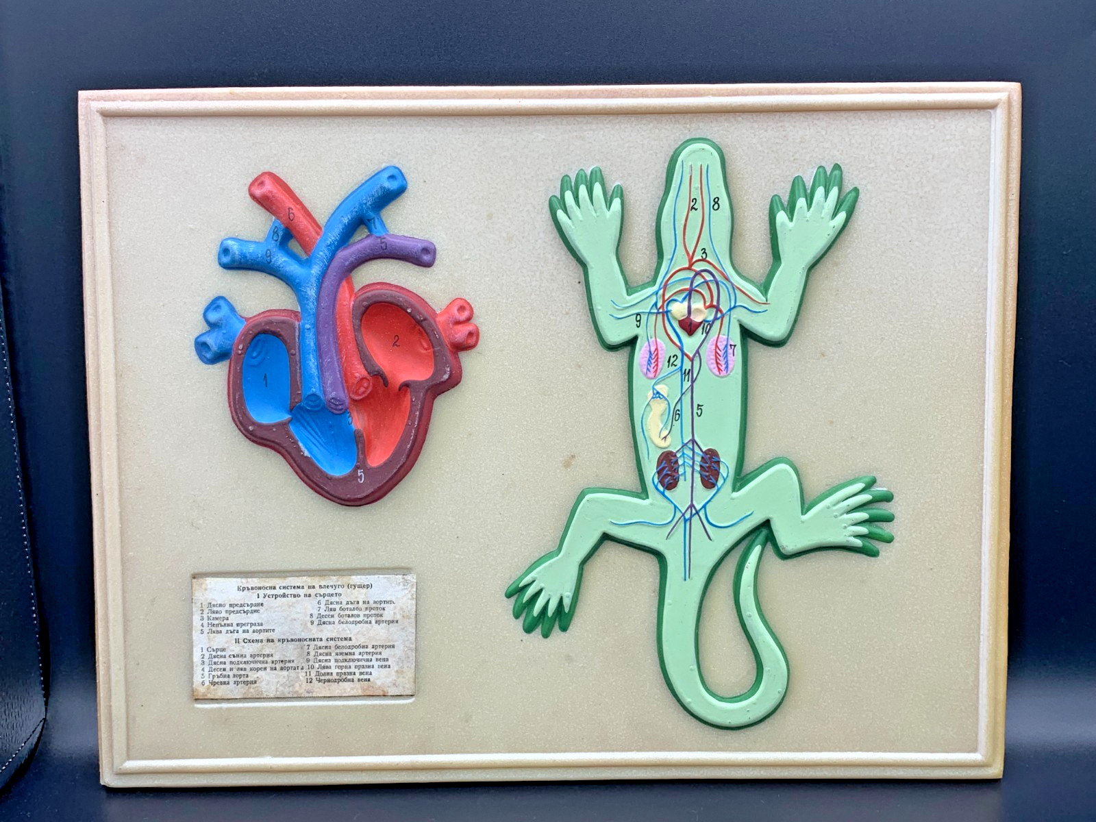 School Lab Educational Anatomical Model Plaque Lizard Circulatory System c.1960s