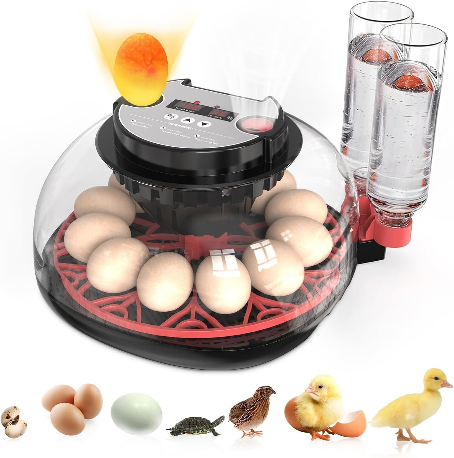 Automatic 12 egg incubator with temperature control function.