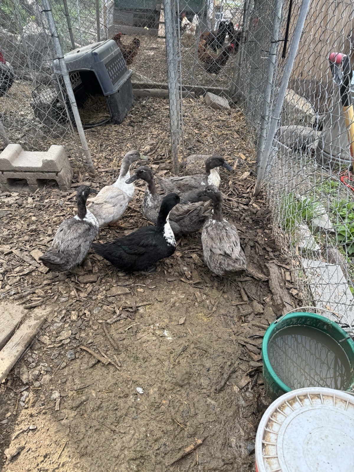 Blue Swedish duck Hatching Eggs, blue black silver ￼