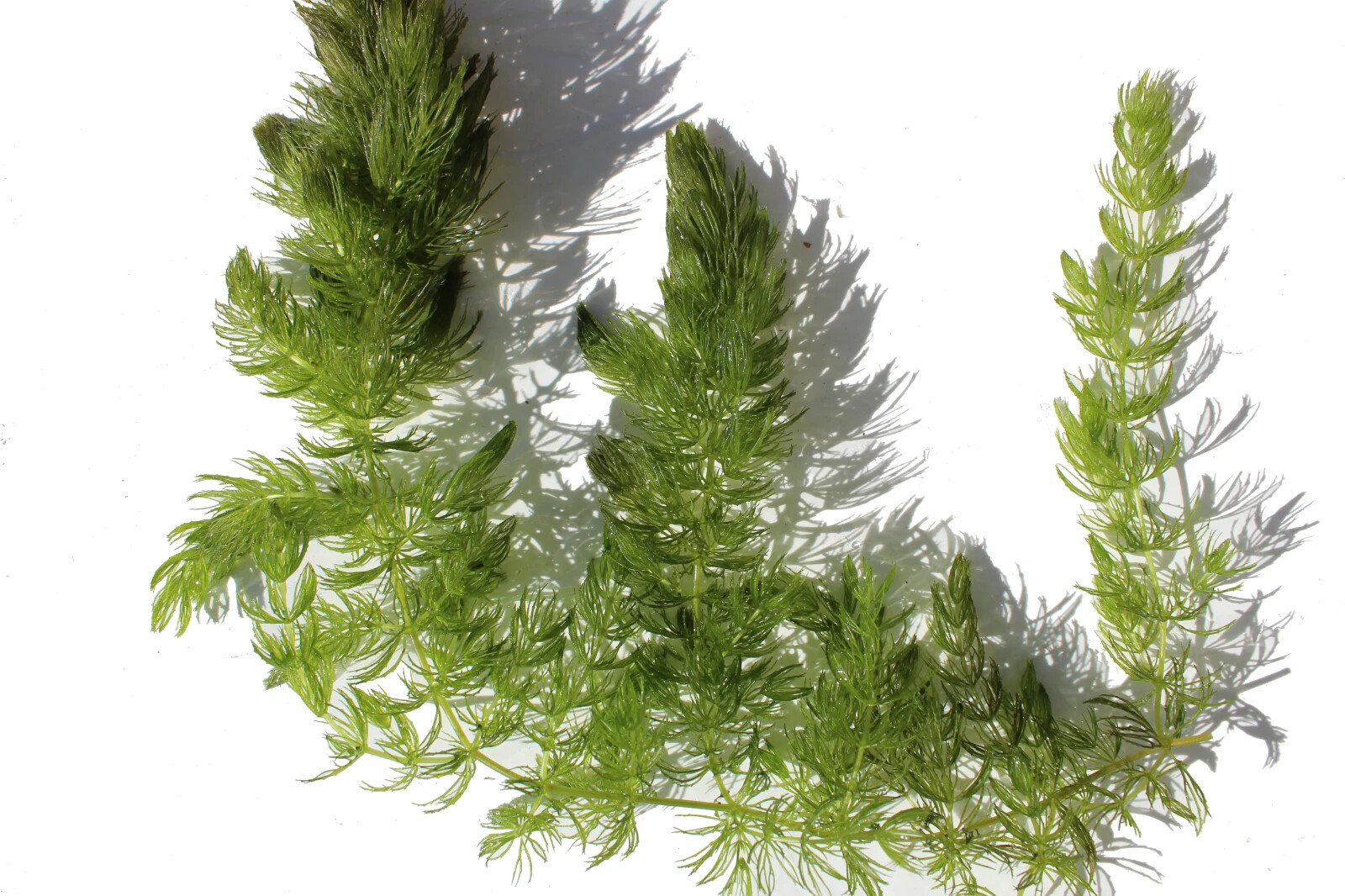 3+ Hornwort Live Aquarium Plants