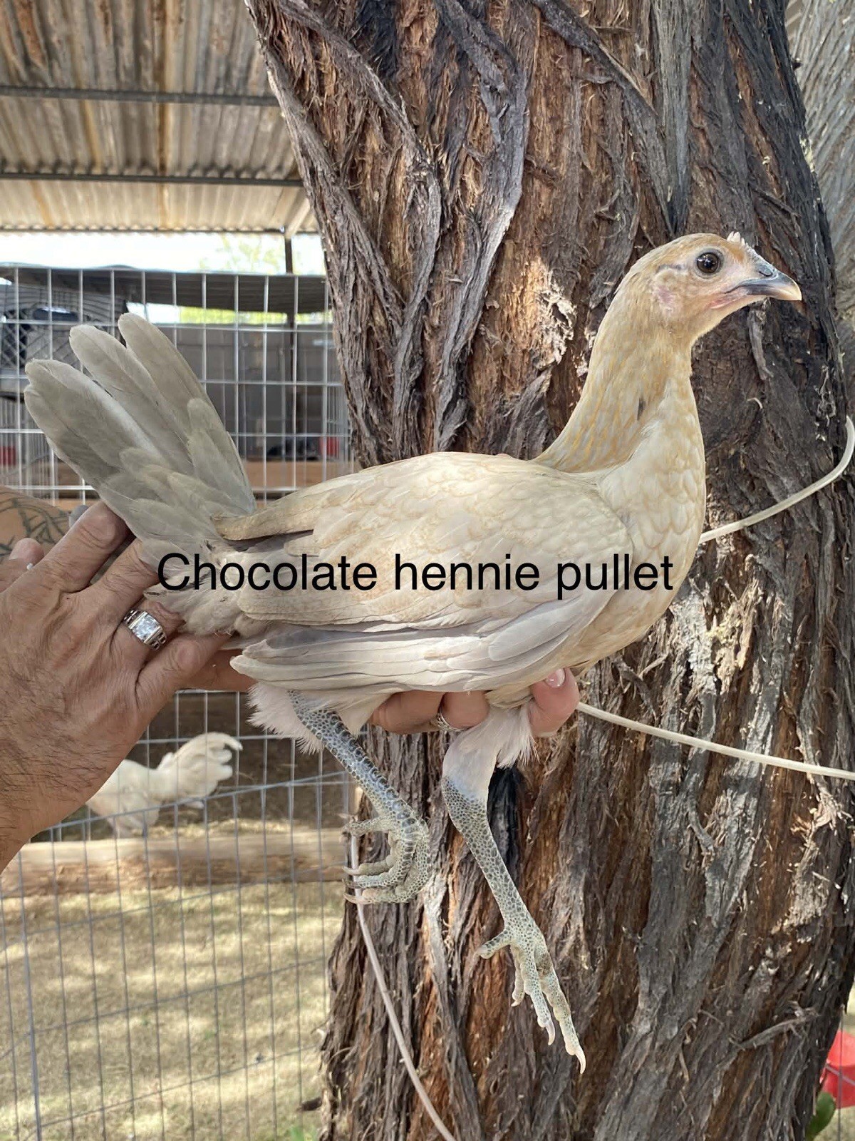 1 Hatching EGGs EGGs