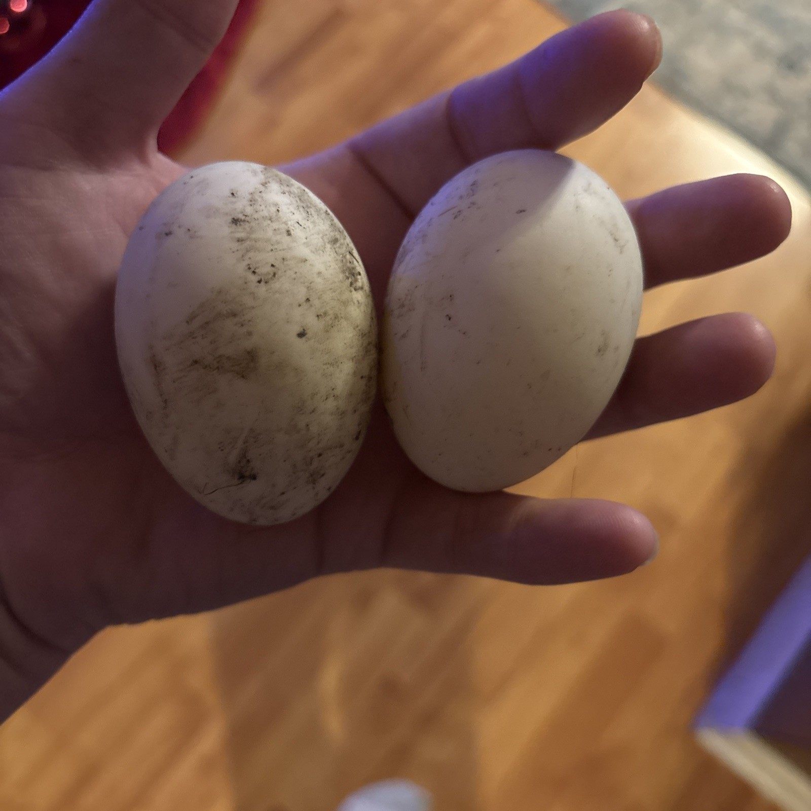 ⭐️Saxony Duck Hatching Eggs (Fertile!!) 6+ Ready To Ship!!