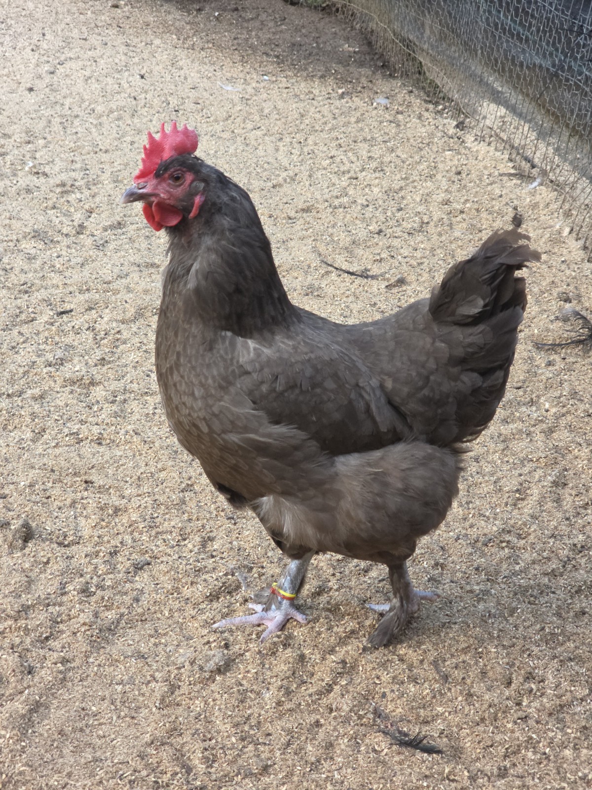 12+ *RARE* Dun Line Color Mudd Eggers! (Moss/Olive) Hatching Eggs!!
