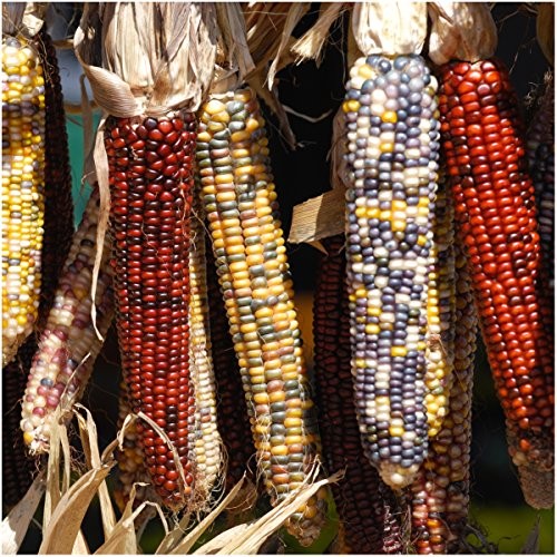 Corn Seeds Multicolor Ornamental Indian Corn | 200+ Seeds Zea Mays Non GMO
