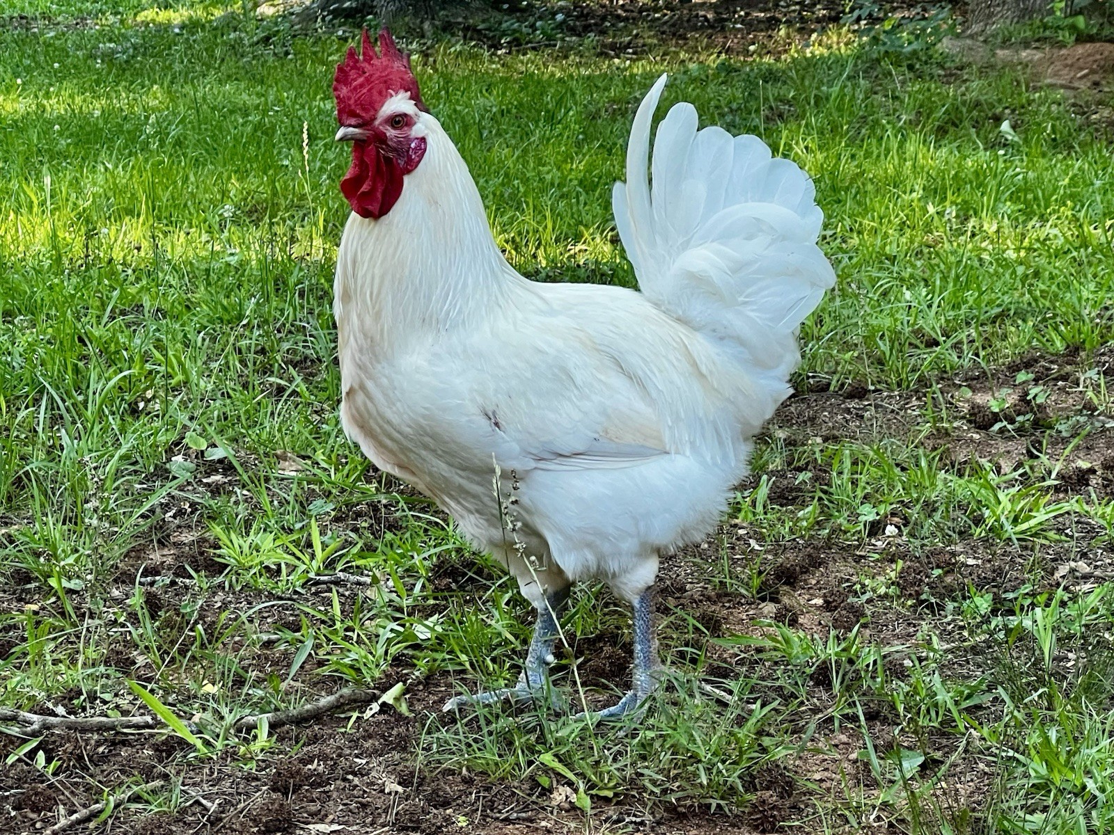 (12+) American Bresse Hatching Eggs
