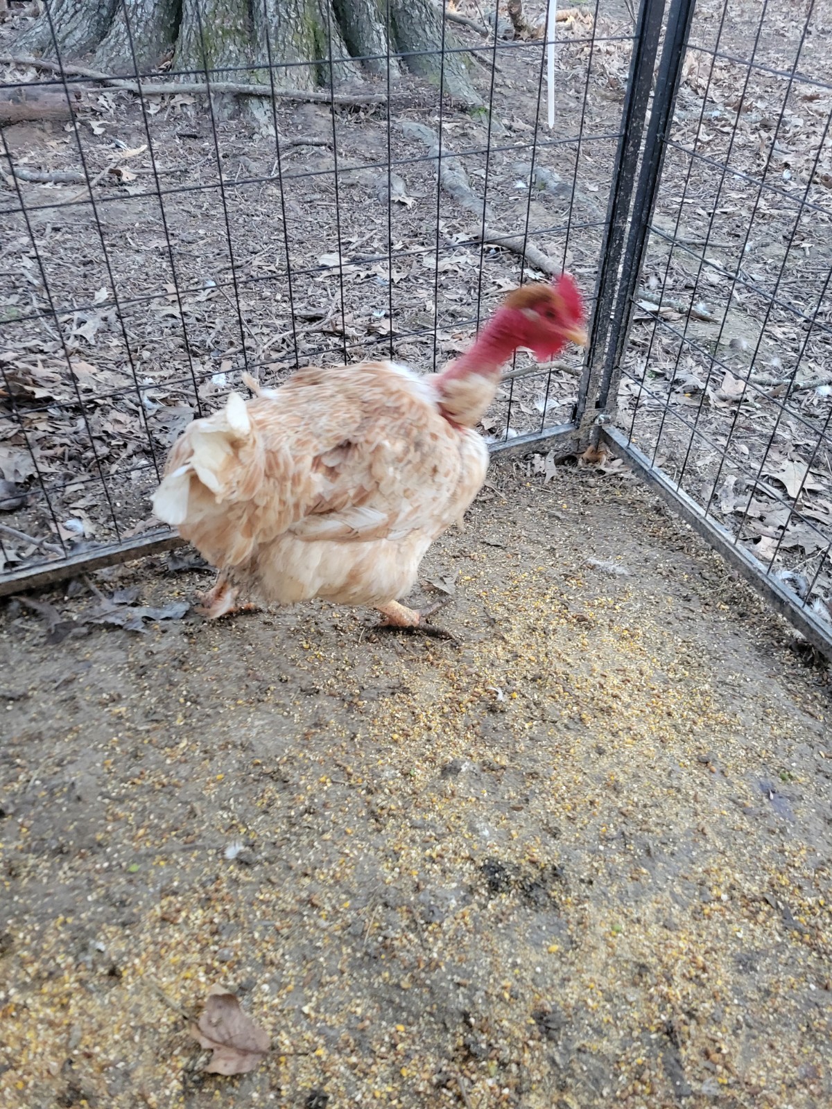 DUAL Purpose Very Heavy Bird TURKEN 6 EGGS PER ORDER GREAT LAYERS