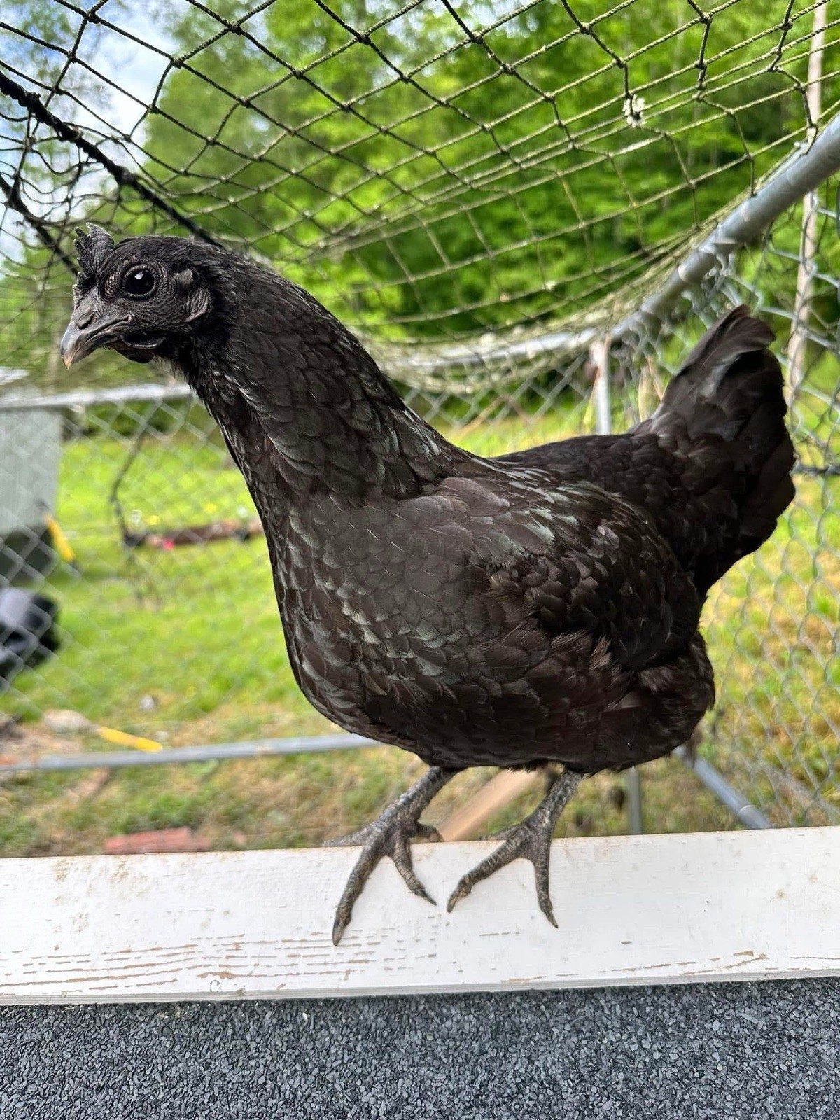 Ayam Cemani Chicken Hatching Eggs 12 High Quality Eggs & Shipping