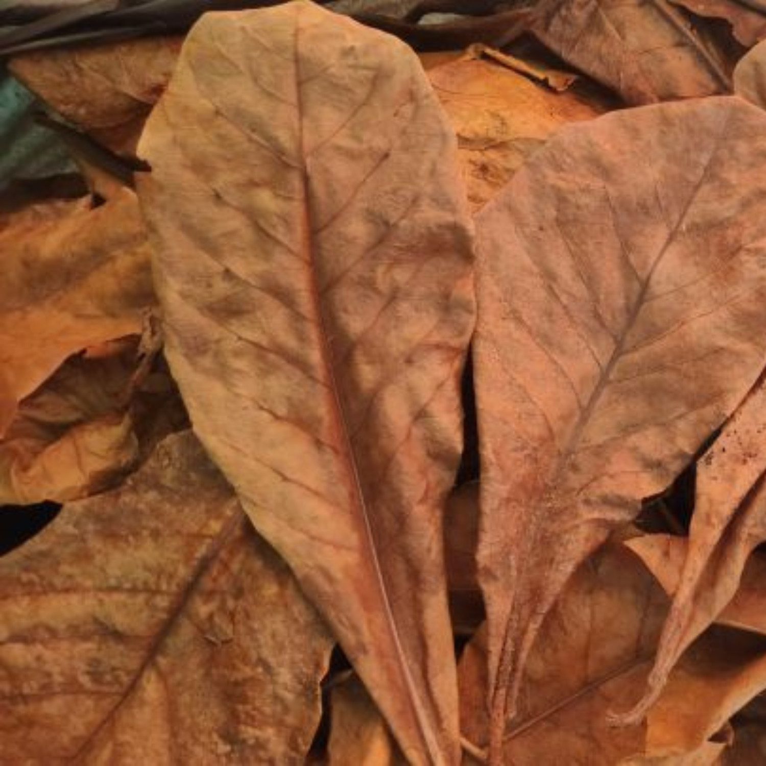 [DHL] BULK SIZE 300+ Indian Almond Catappa Leaves Betta Fish Aquarium Tank Care