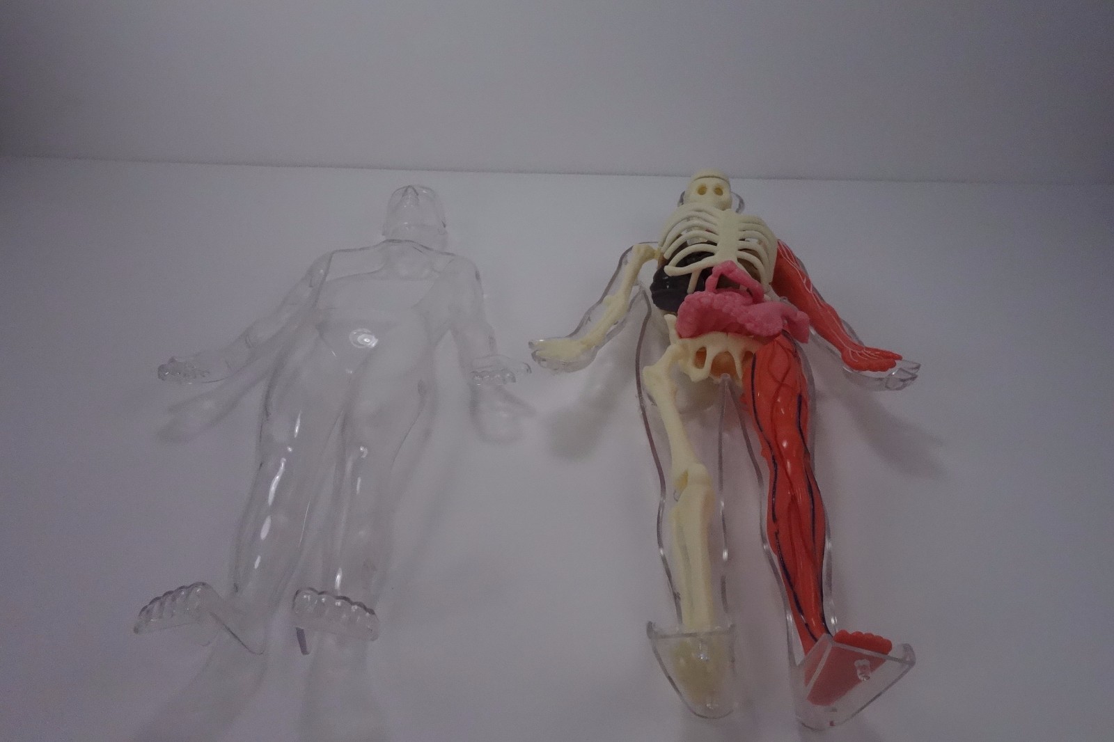 Educational Skeleton with Body and Parts for Replacement only not complete