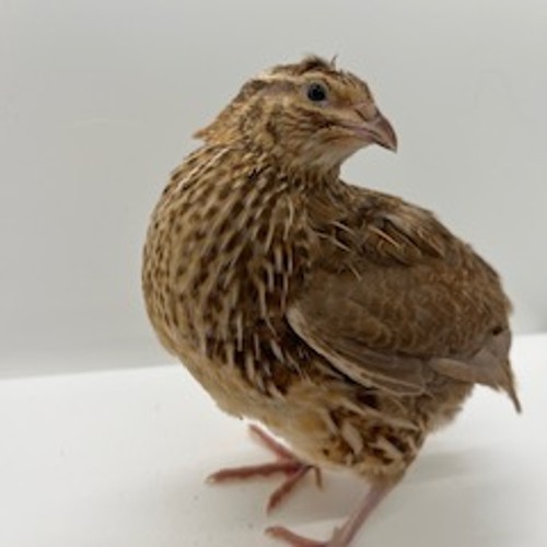 4 week old Asst. Coturnix breeder set