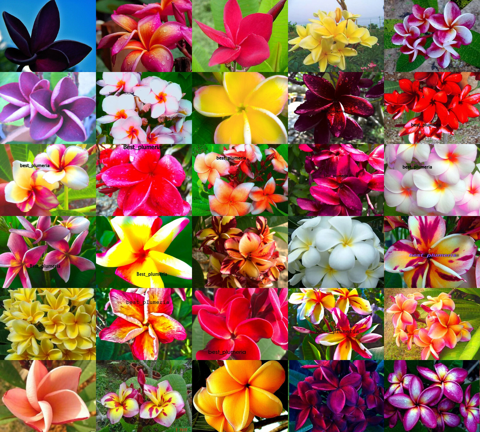 Plumeria/Frangipanis/Flowers/5 varieties/50 seeds for each total 250 Seeds