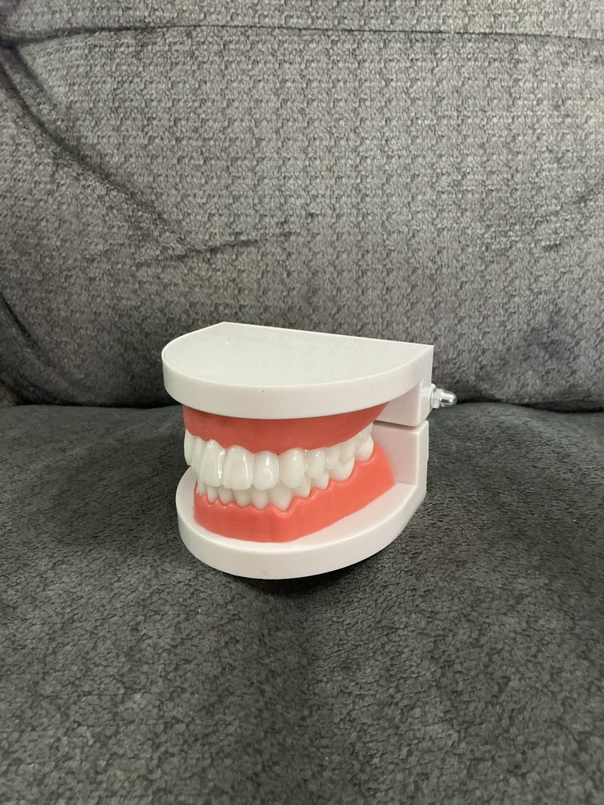 New Standard Teeth Model, Adult, Hinged For Demonstration, Teaching, Education