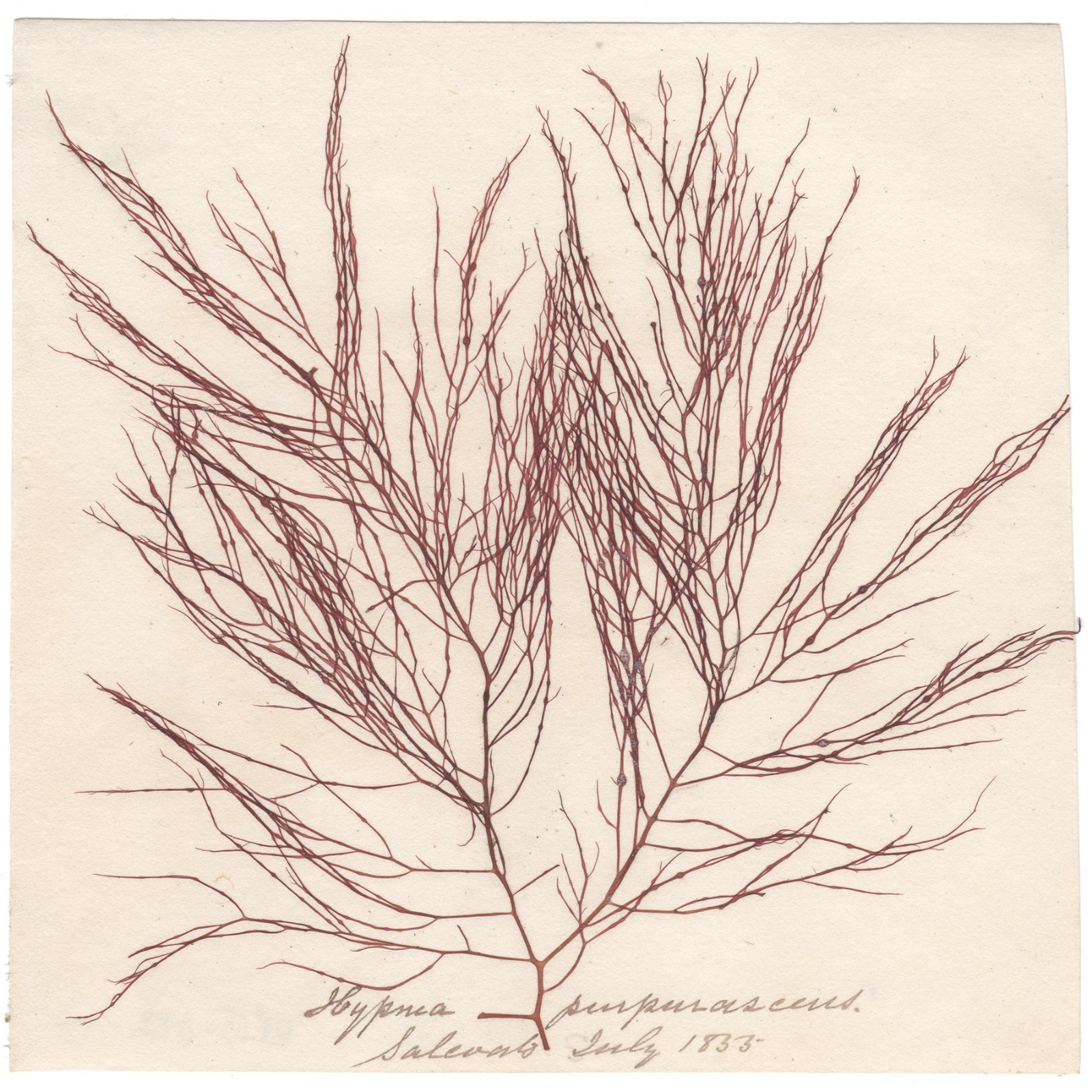 Antique 1833 Scottish dried sea algae herbarium 12 Hypma purpurascens