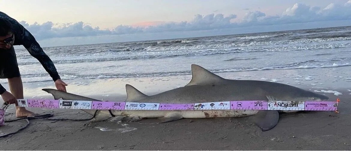 15ft Soft Vinyl Shark Measuring Tape - Choose color - Benefits Cancer Charity