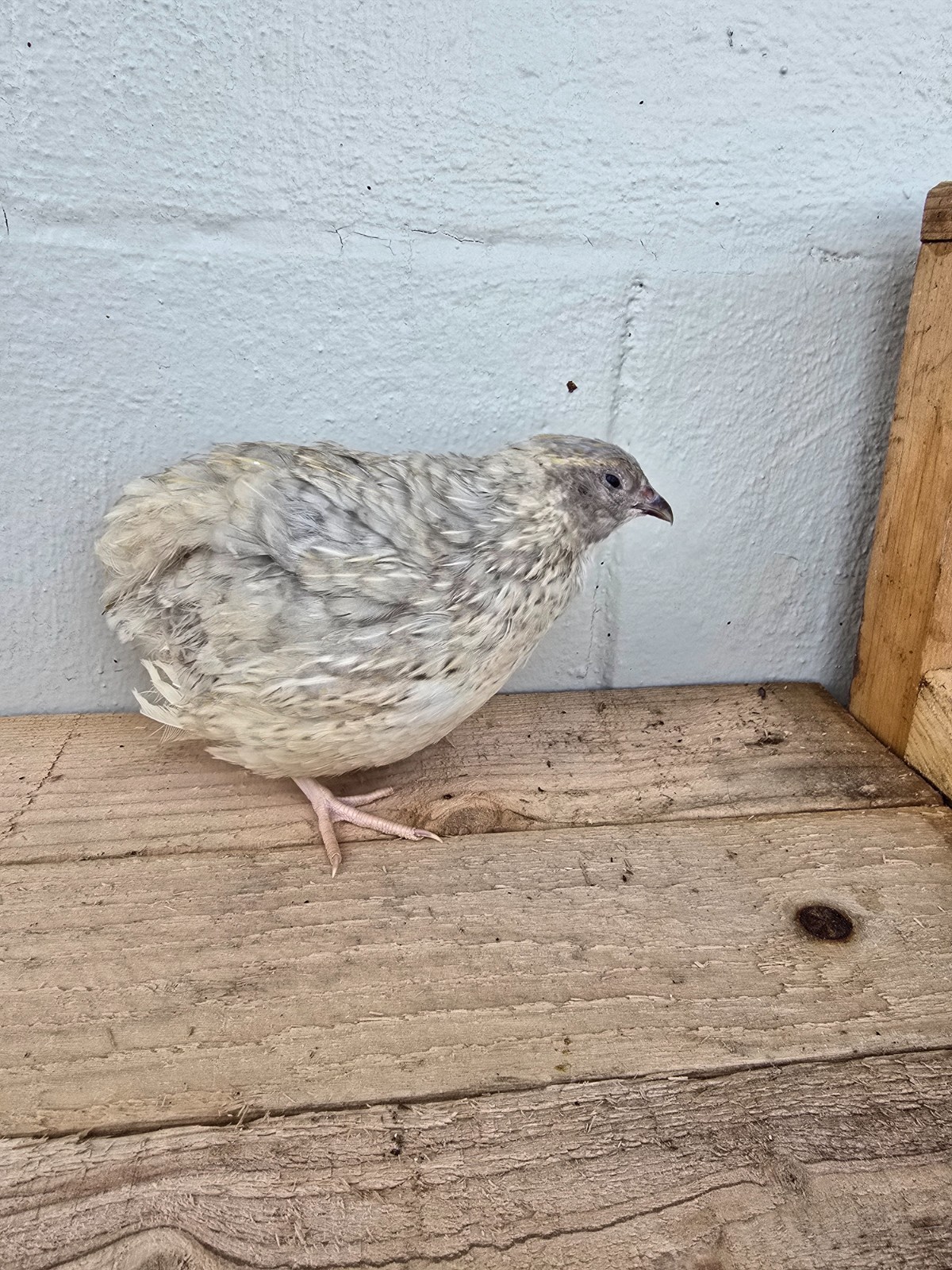 Variety Coturnix Quail Hatching Eggs