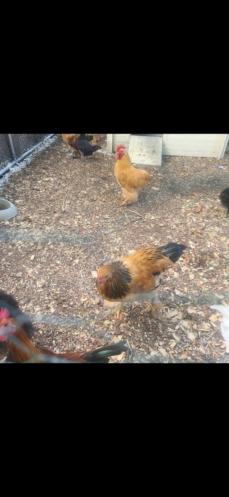 Fertile Bantam Mystery Hatch 18 eggs