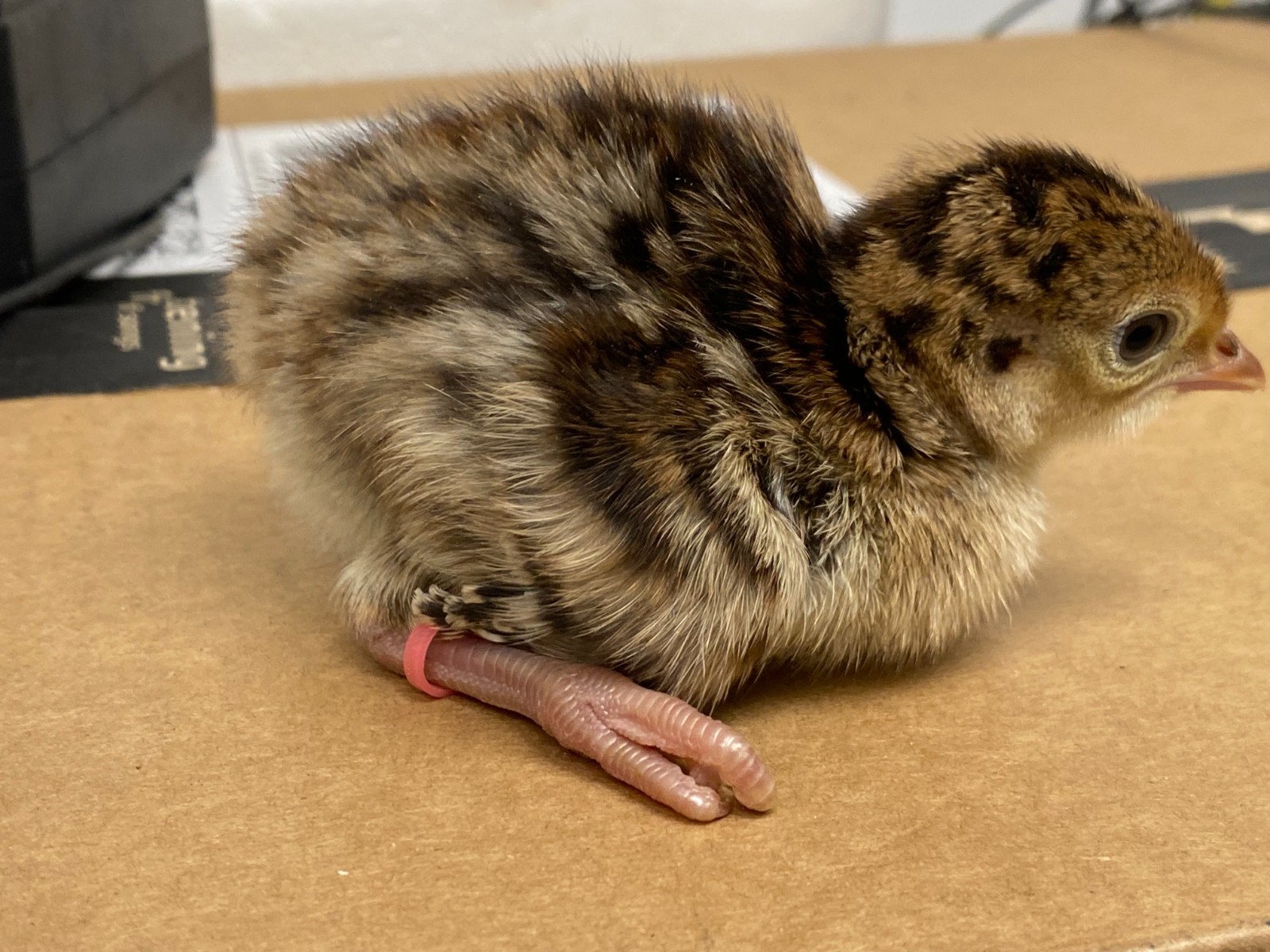 Turkey Hatching Eggs (One Dozen)