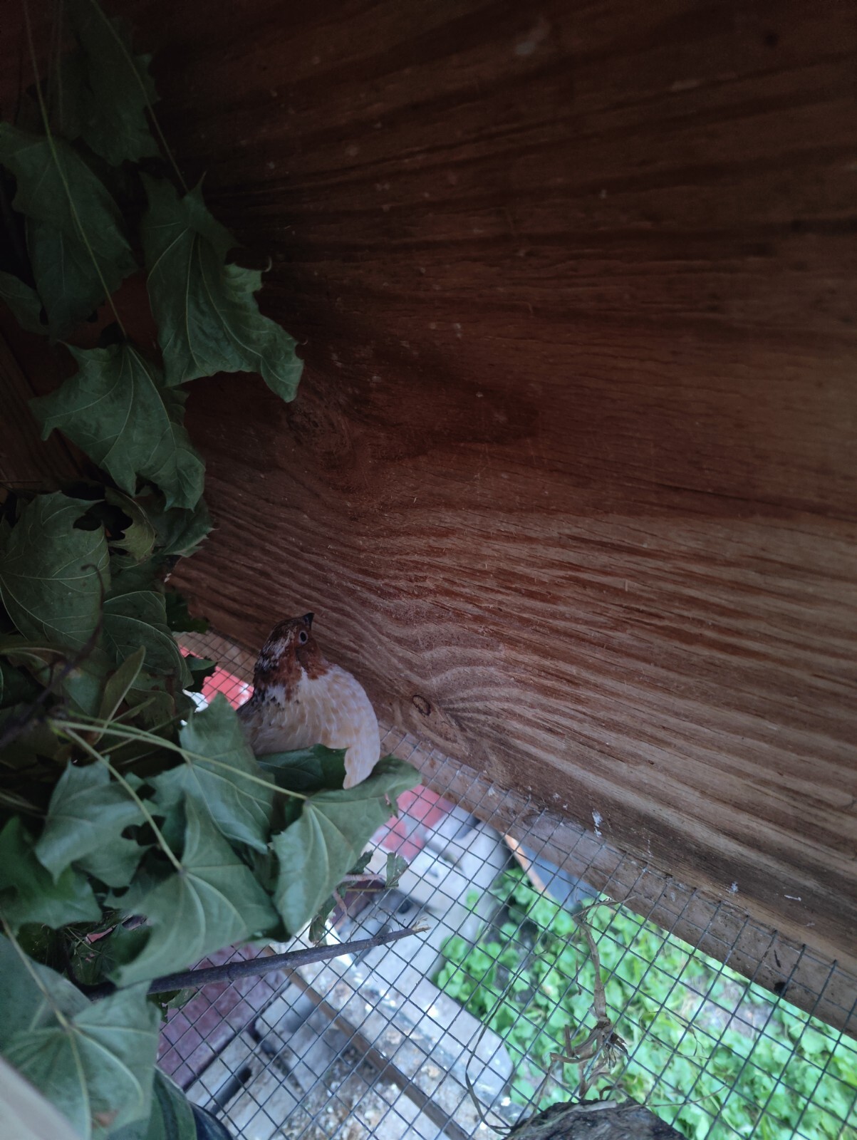 quail hatching eggs for sale