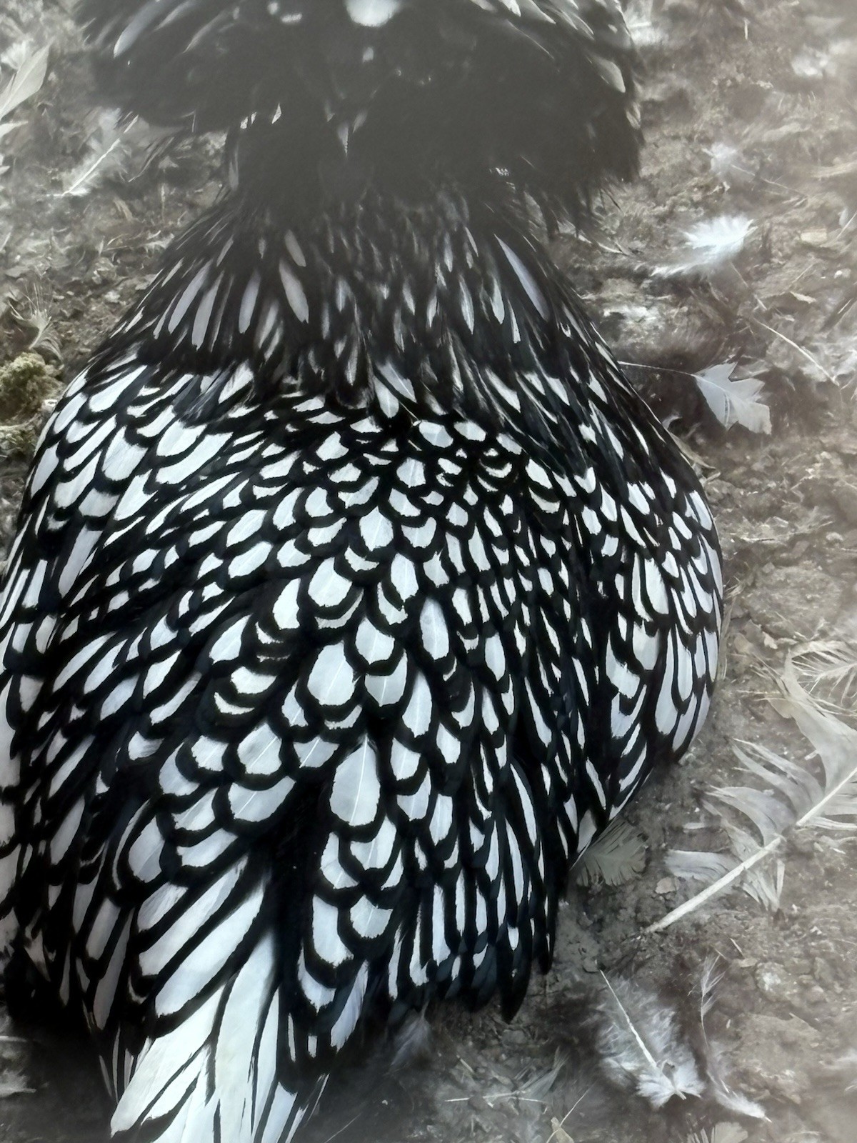 12 TOTAL -pure silver Laced Polish Eggs