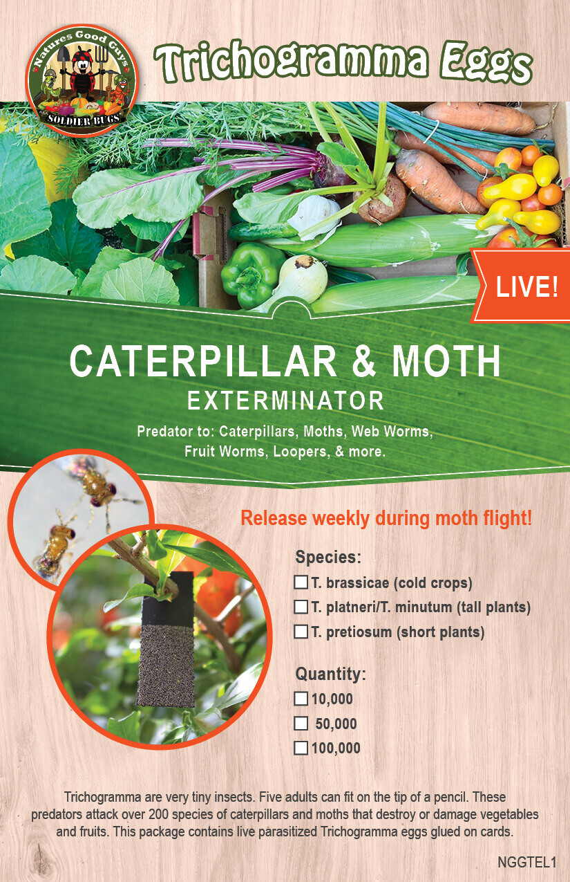 Bug Sales Caterpillar & Moth Exterminator- Trichogramma 30 Squares/ 100,000 Eggs