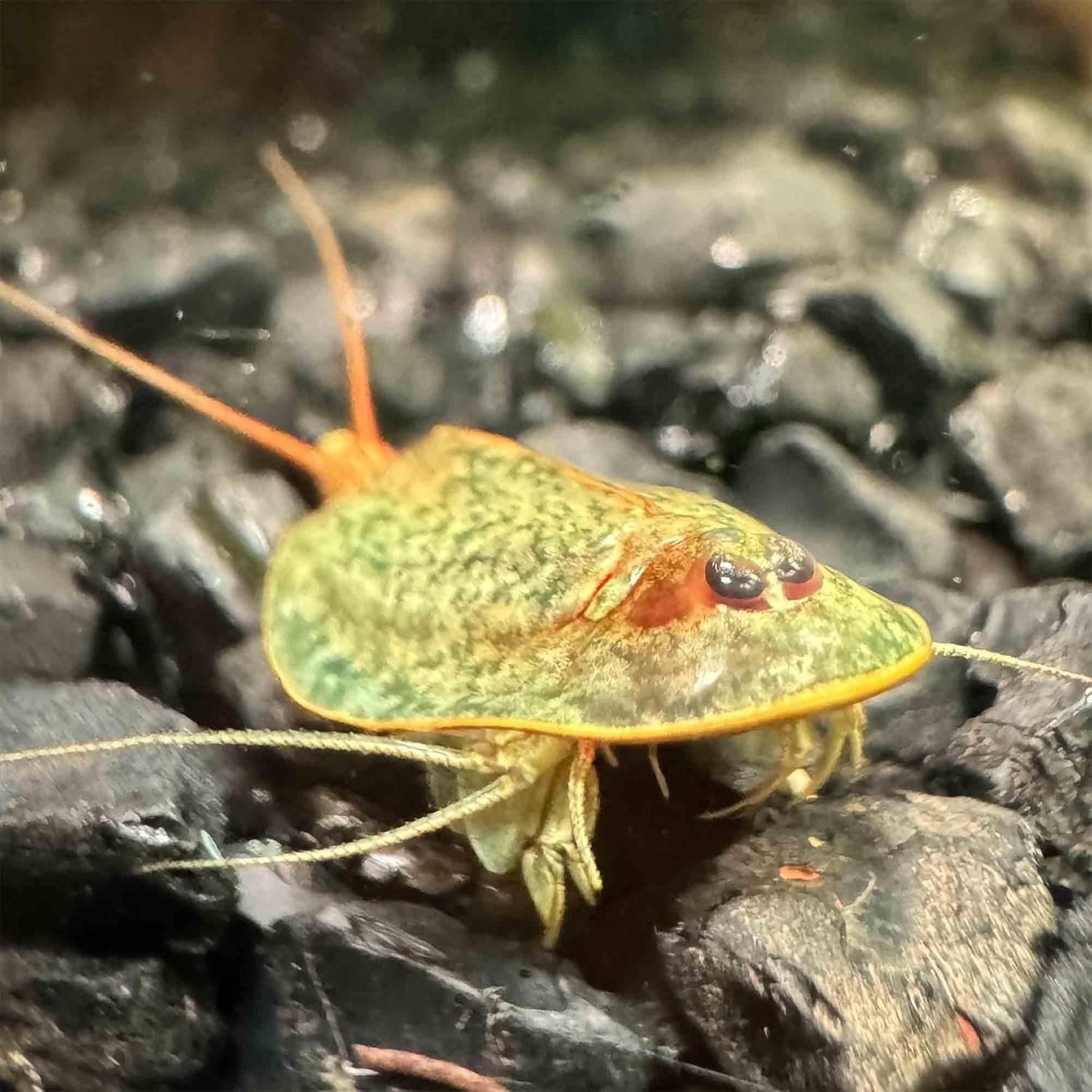 Triops Granarius Eggs for Hatching 200 Count Educational Science Project