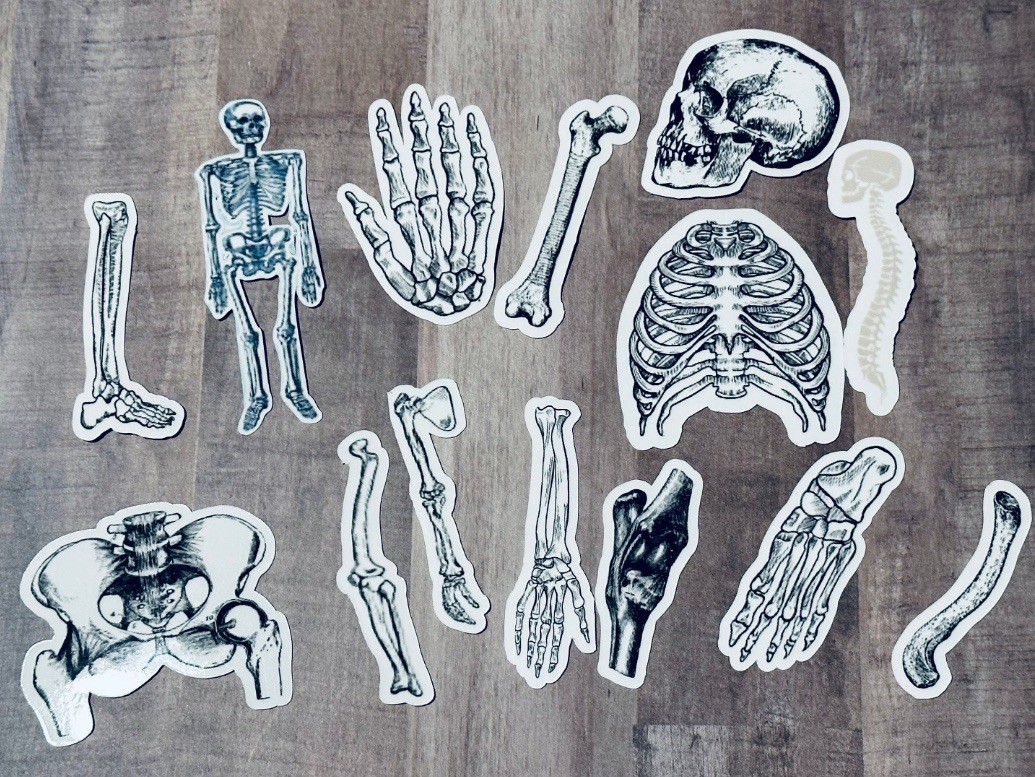 Lot of Anatomy Stickers/ Anatomical Study Vinyl Stickers