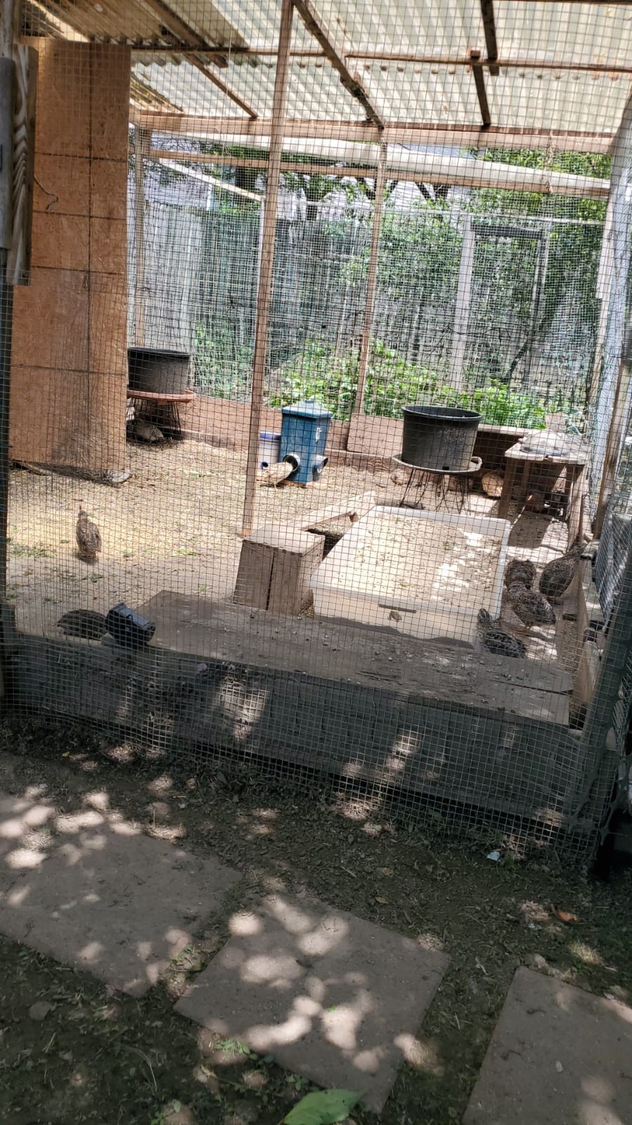 4 Fresh Celadon Quail Fertile Hatching Eggs Shipped Securely