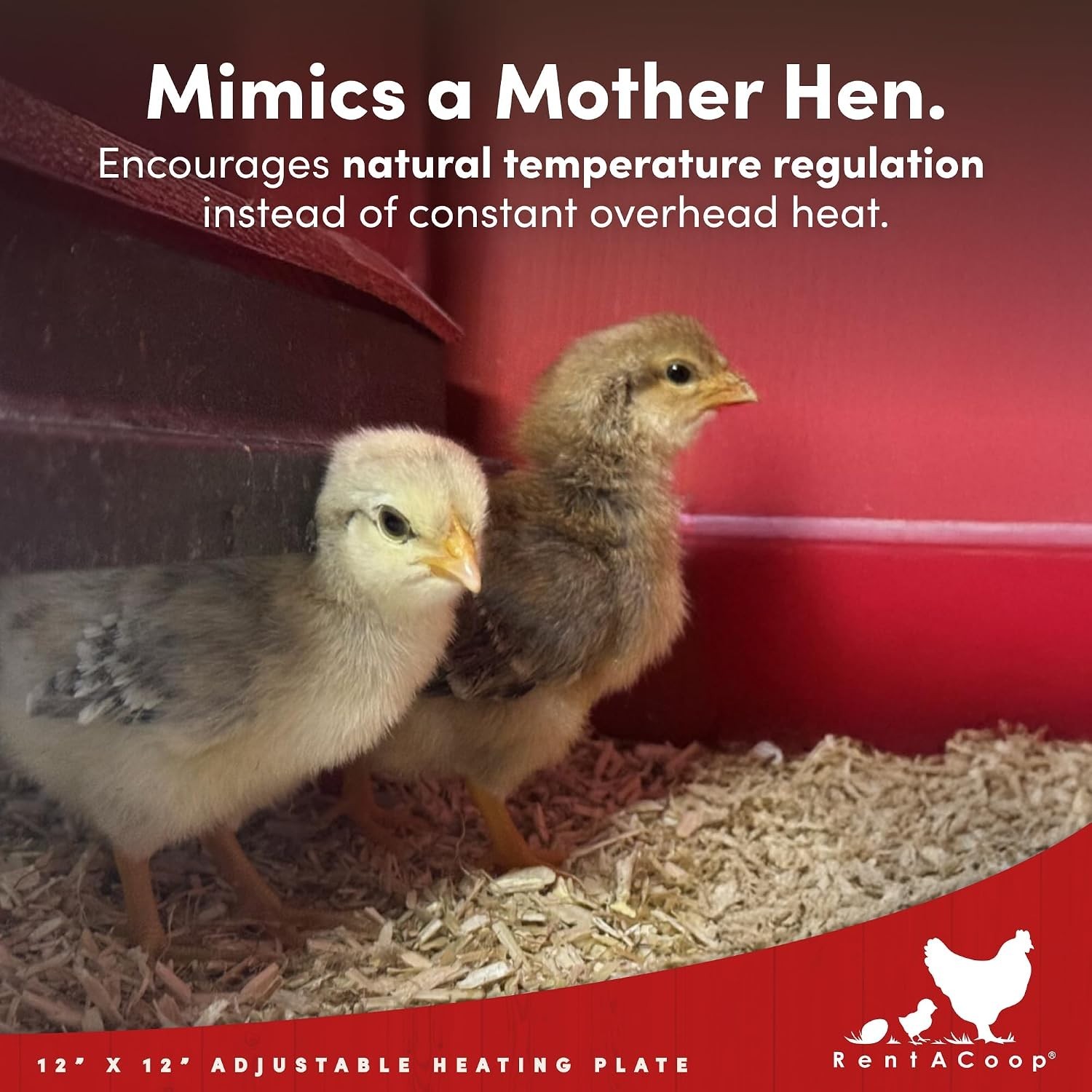 Innovative 12x12” Heating Plate for Chicks - Adjustable and Economical Solution