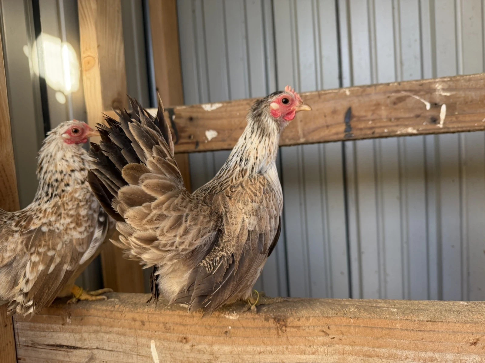 10+ Fertile Serama Chicken Hatching Eggs NPIP/AI/PT Clean Secure Foam Packaging