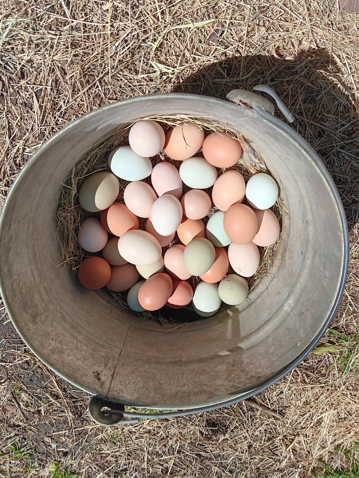12+ Barnyard Mix Hatching Eggs 🥚