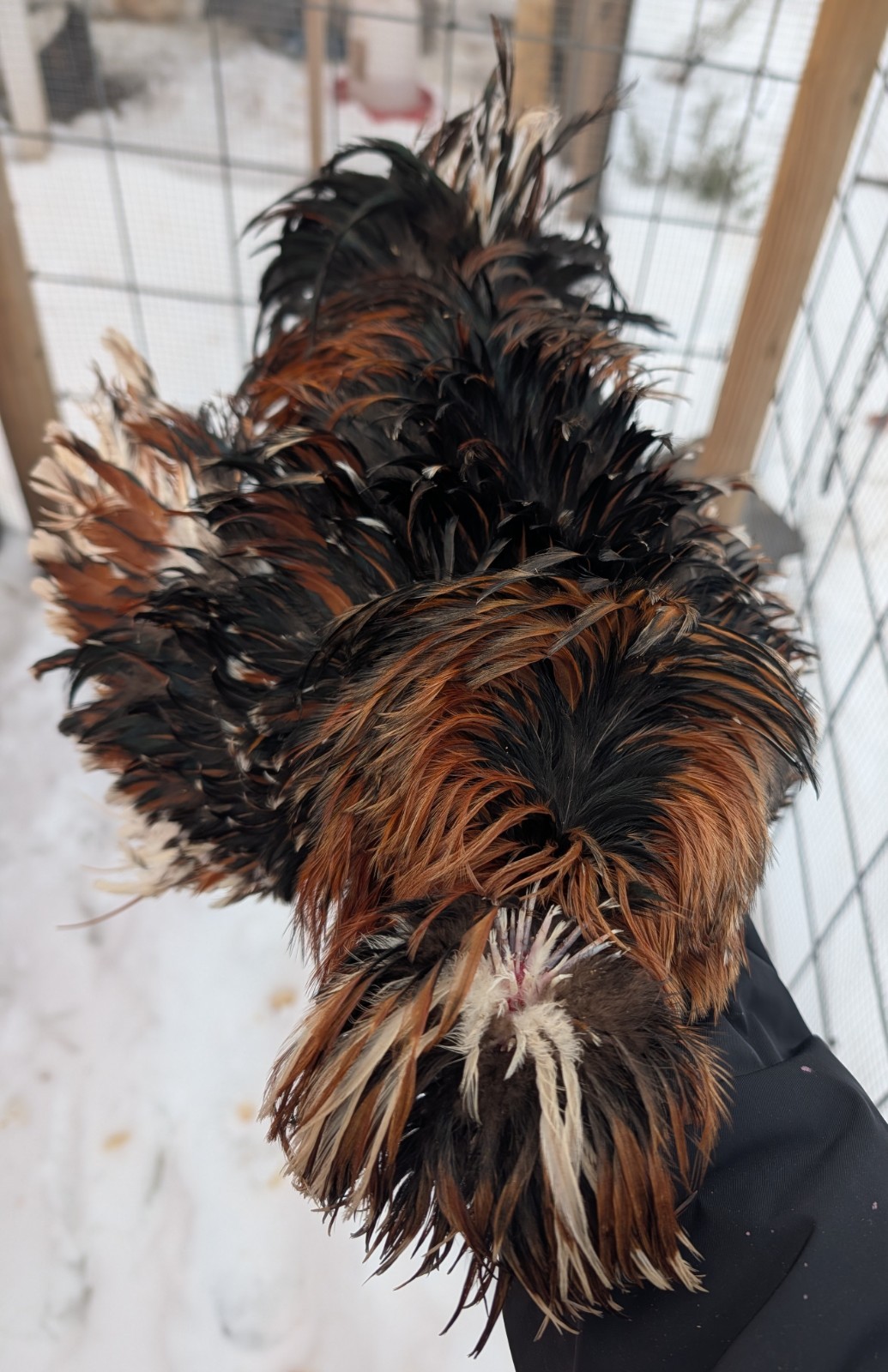 Rare Chicken Fertile Hatching 12 Eggs