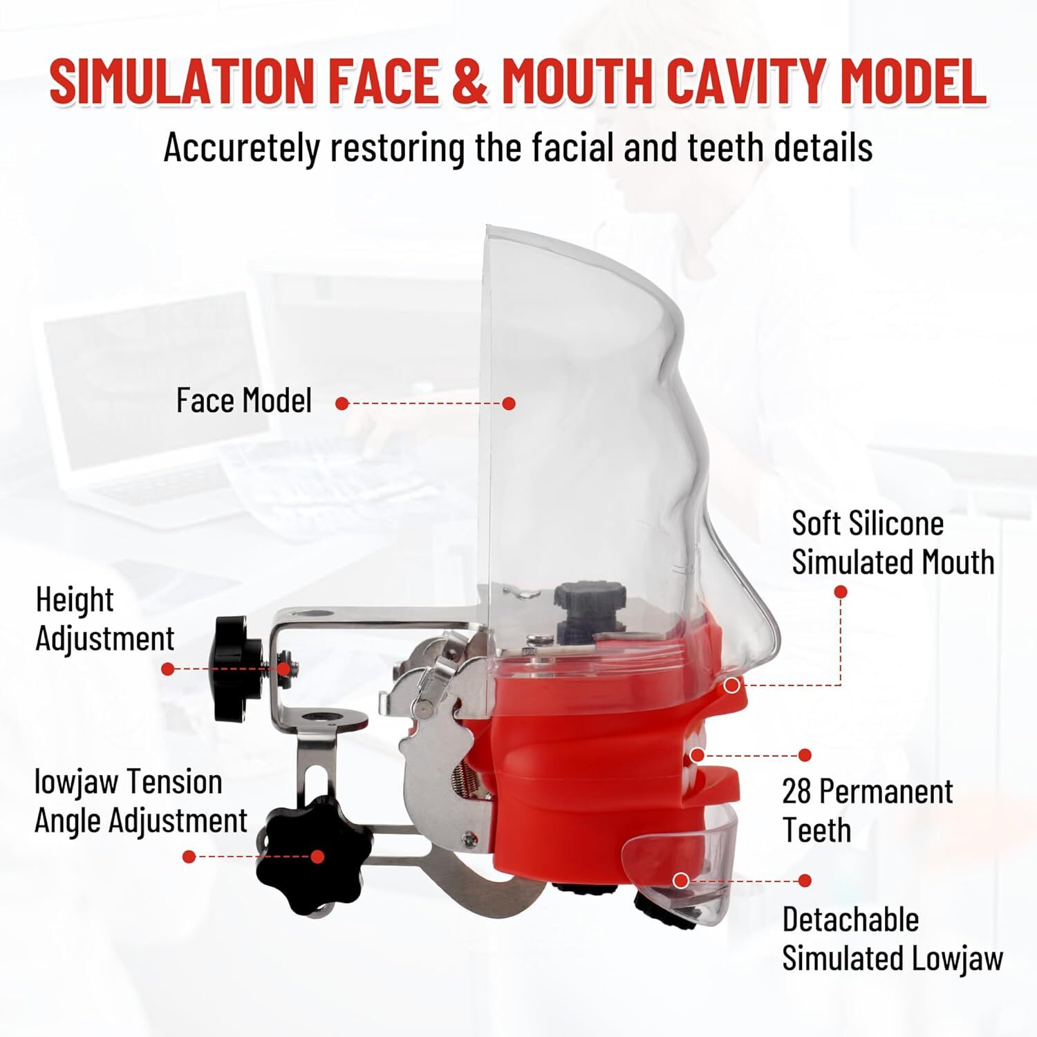 Dental simulator Phantom Head Model Dentist Teaching w/ 28Pcs Teeth for Training