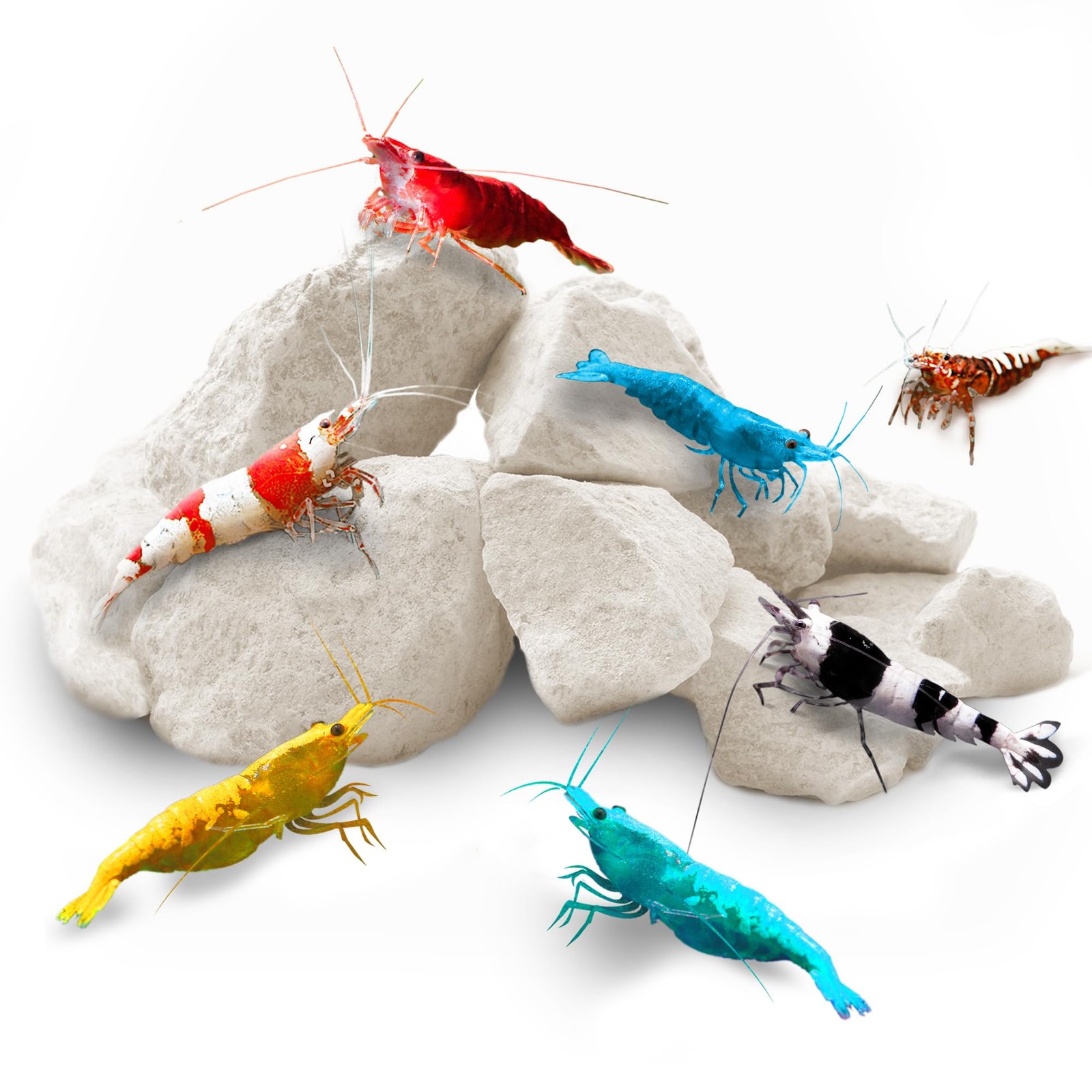 Shrimp Rocks for Aquarium, 4-Oz. Calcium Stones for Freshwater Aquarium Calcium