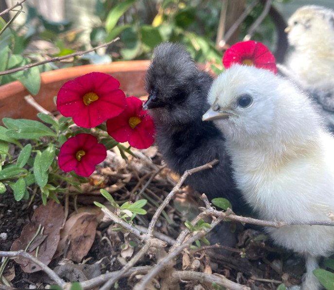 6 Fertilized Silkie Chicken Eggs – Farm Fresh Free Range – Small Batch – Clean